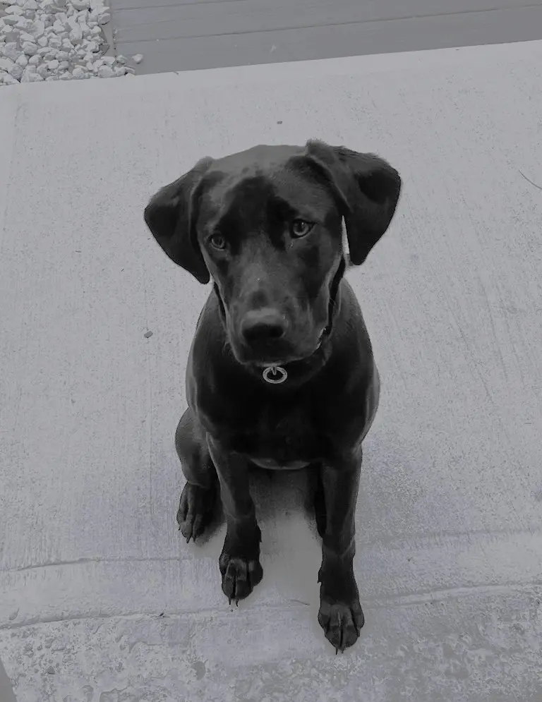 Laddie Updated_2 Laddie Updated_2